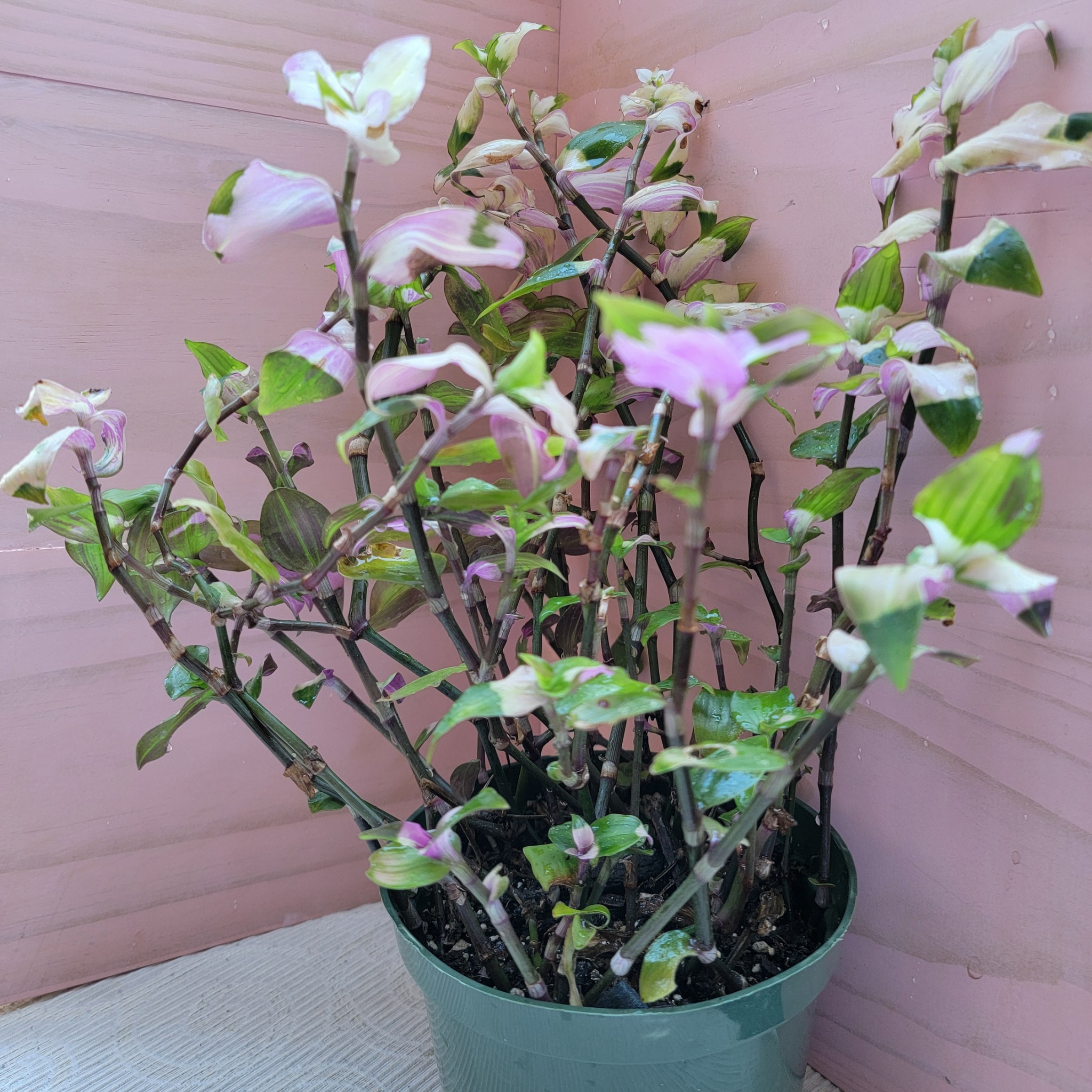 Potted plant with green and pinkish-purple flowers against a pink wall.