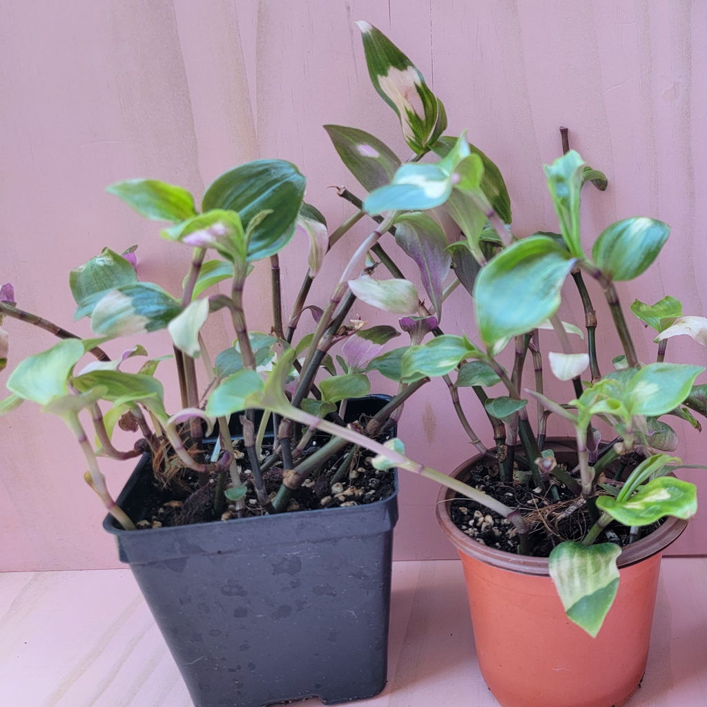 Two tradescantia blushing pride houseplants in front of a pink background