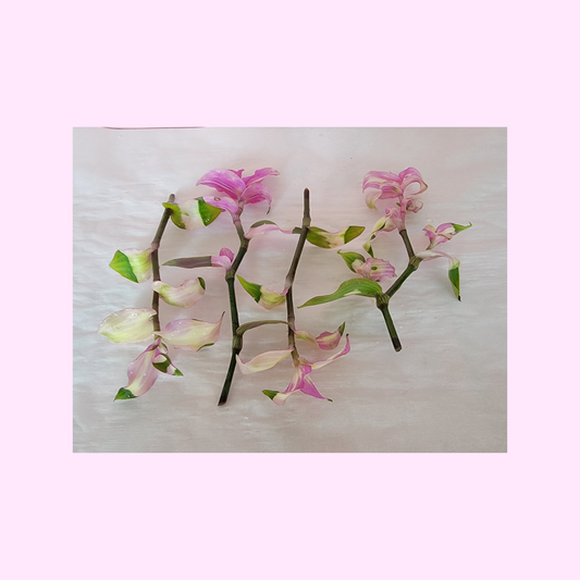 Tradescantia blushing bride plant cuttings with pink and green leaves on a light backgroun 