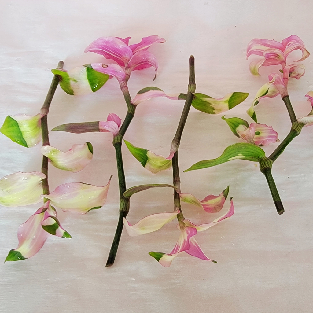 4 variegated plant cuttings