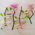 4 variegated plant cuttings