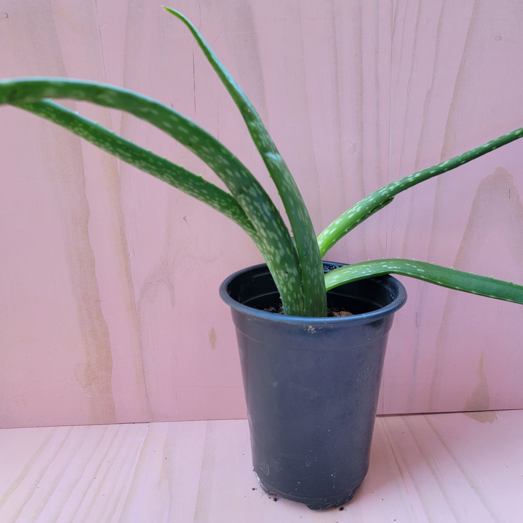 Large Aloe vera plant with pink background