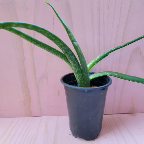Large Aloe vera plant with pink background