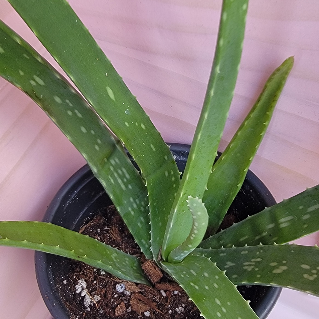 Potted aloe vera succulent plant with green leaves on a light pink background
