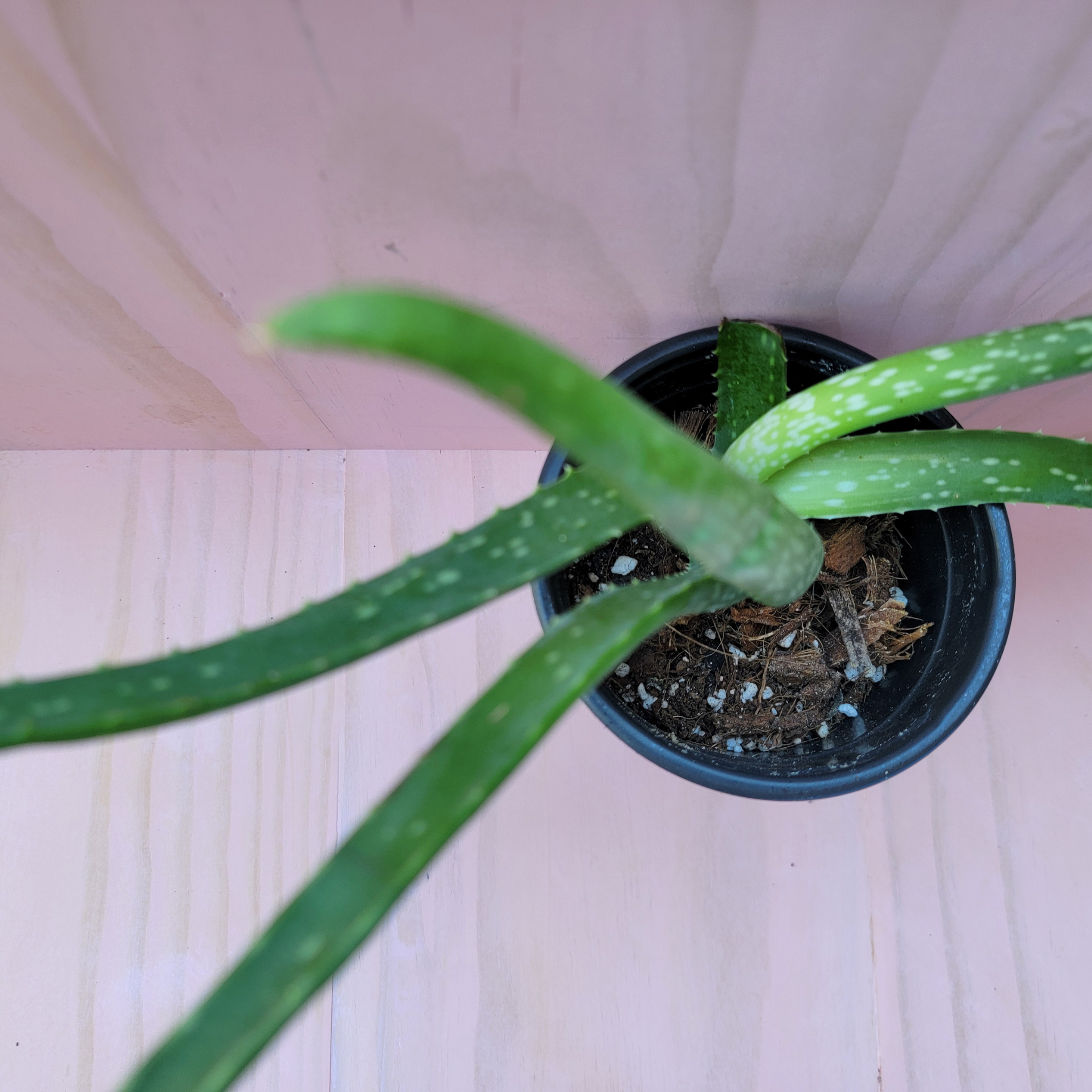 Small potted succulent with green leaves on a light wooden surface