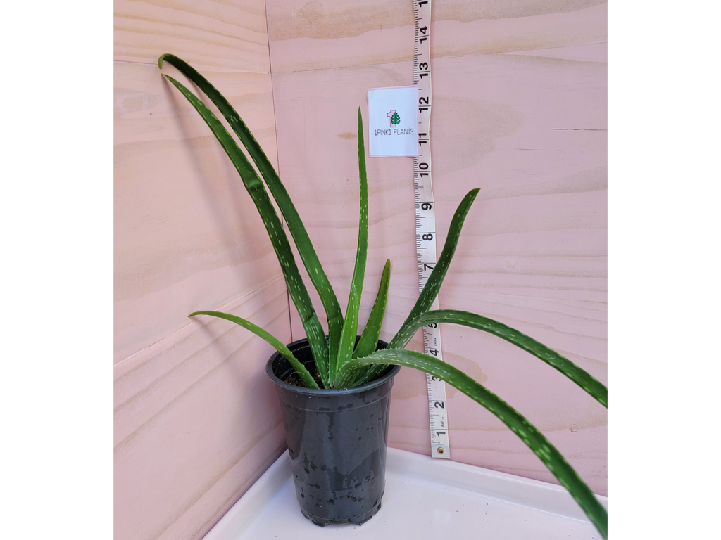 Aloe Vera Plant