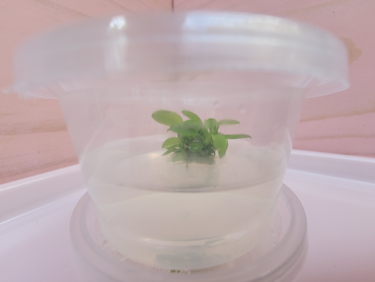Anubias Tissue Culture