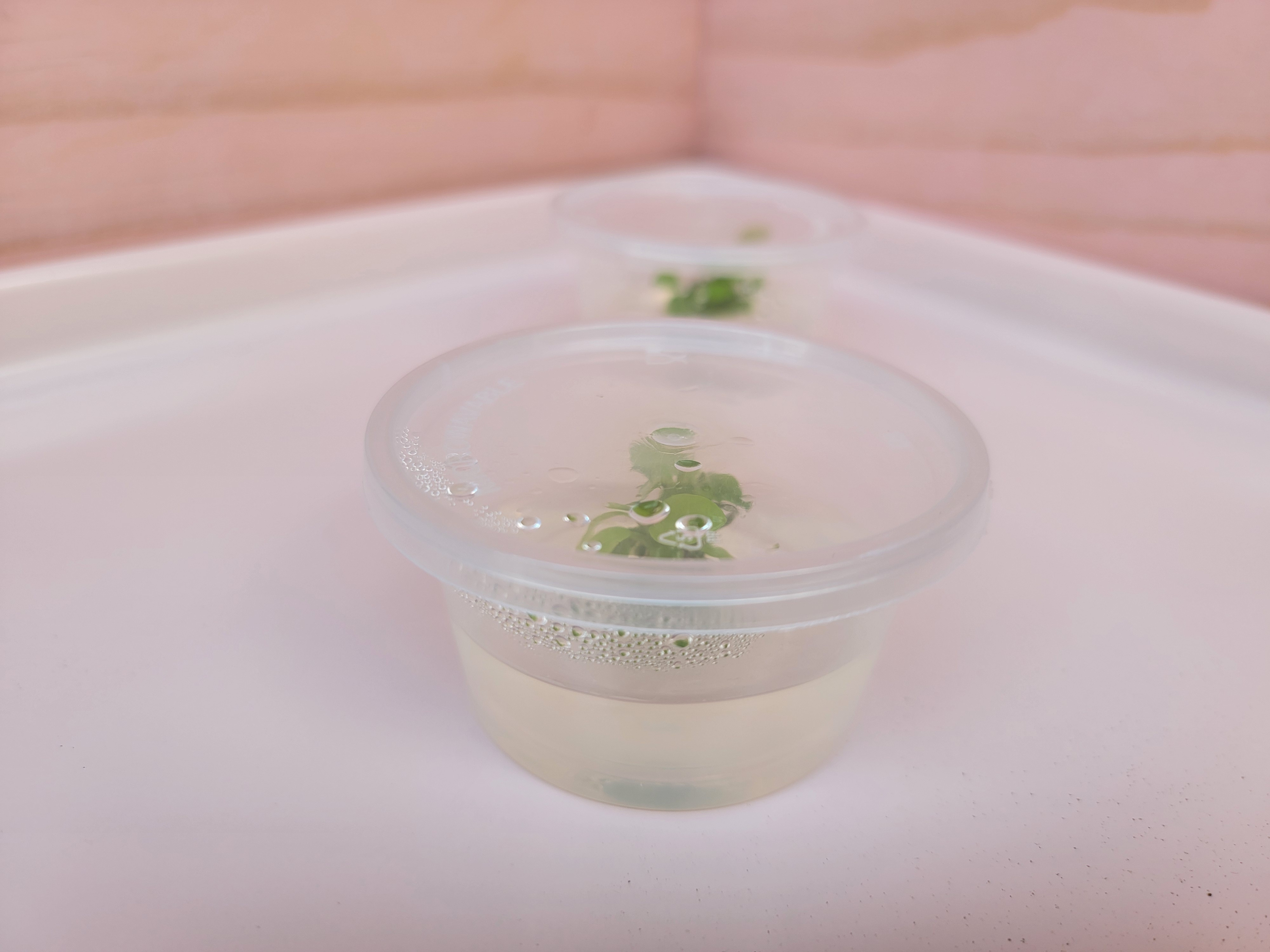 Anubias Tissue Culture