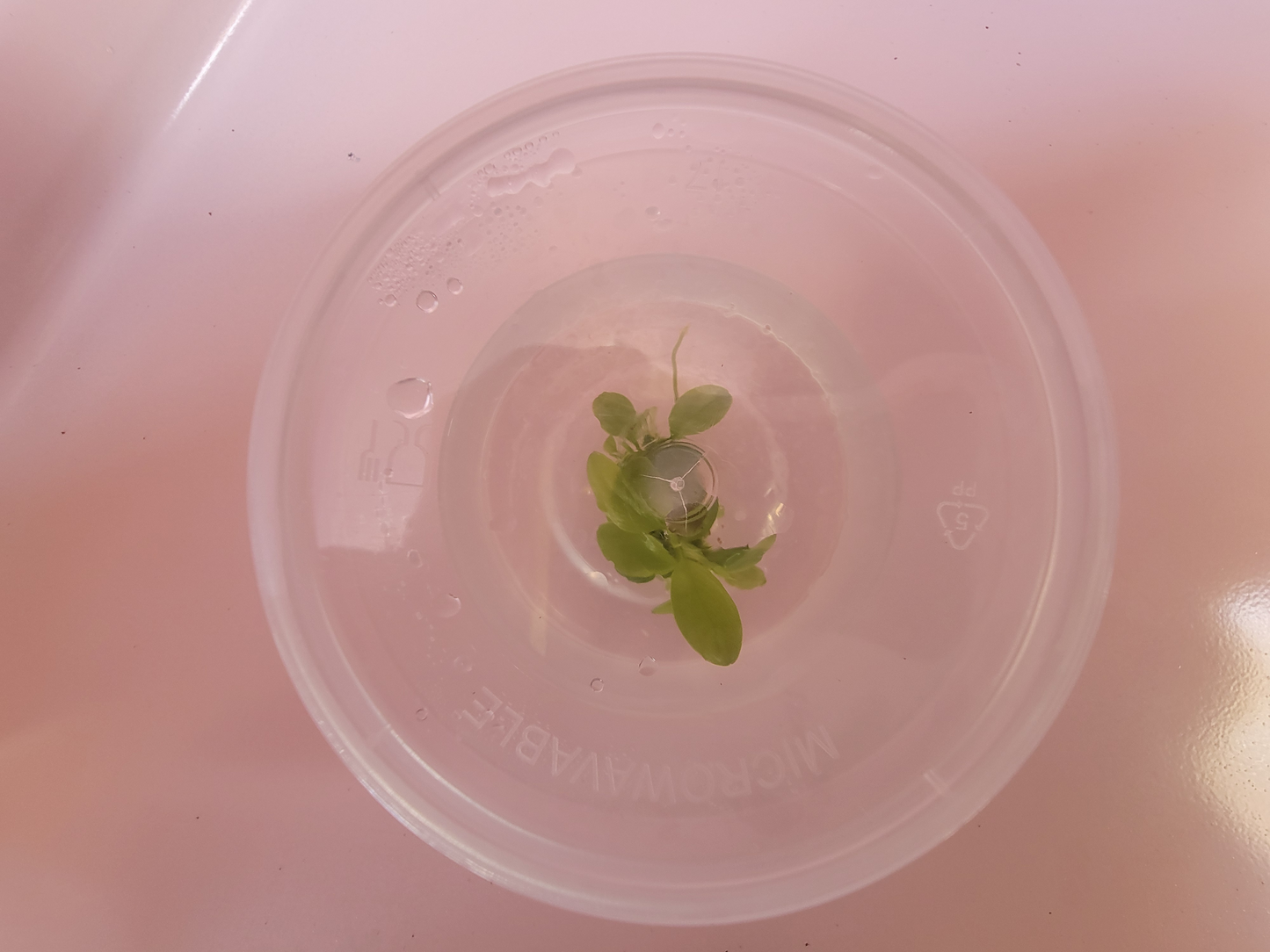 Anubias Tissue Culture