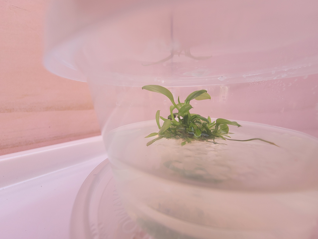 Anubias Tissue Culture
