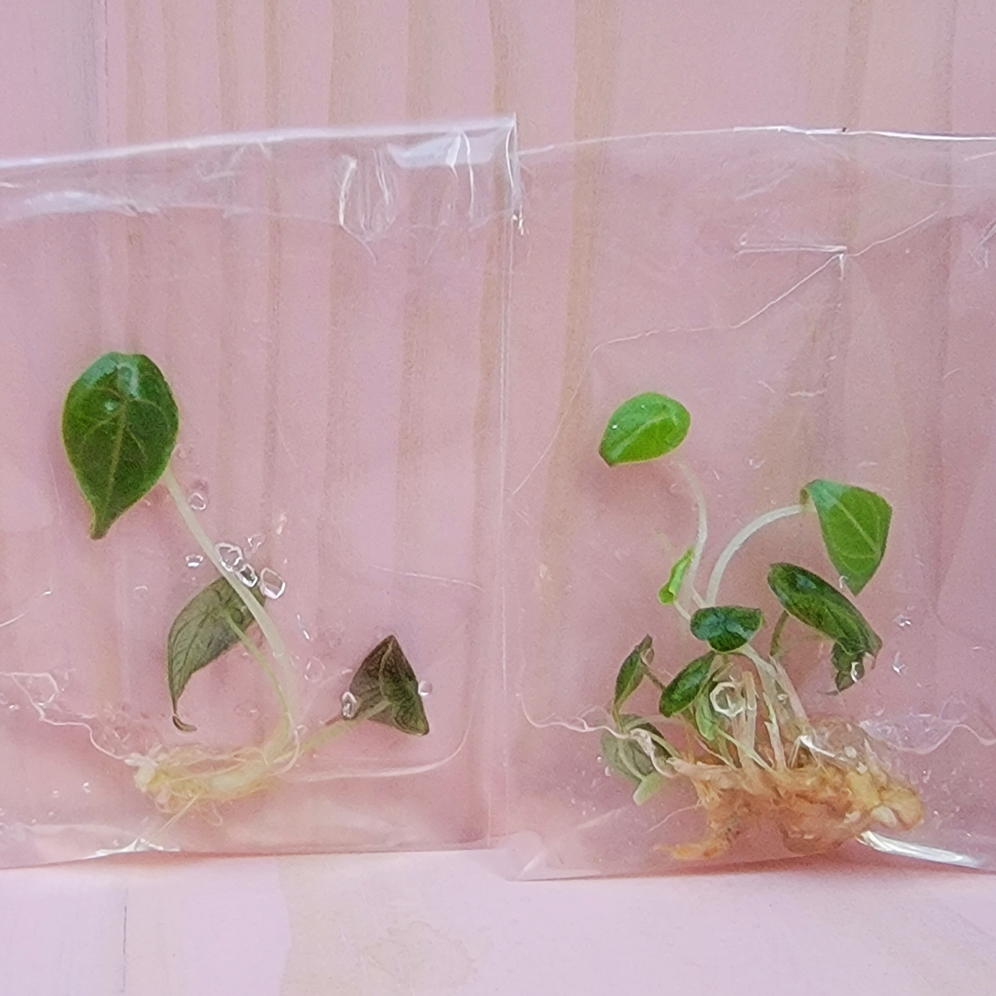 Small tissue culture plants in clear plastic bags against a pink curtain background