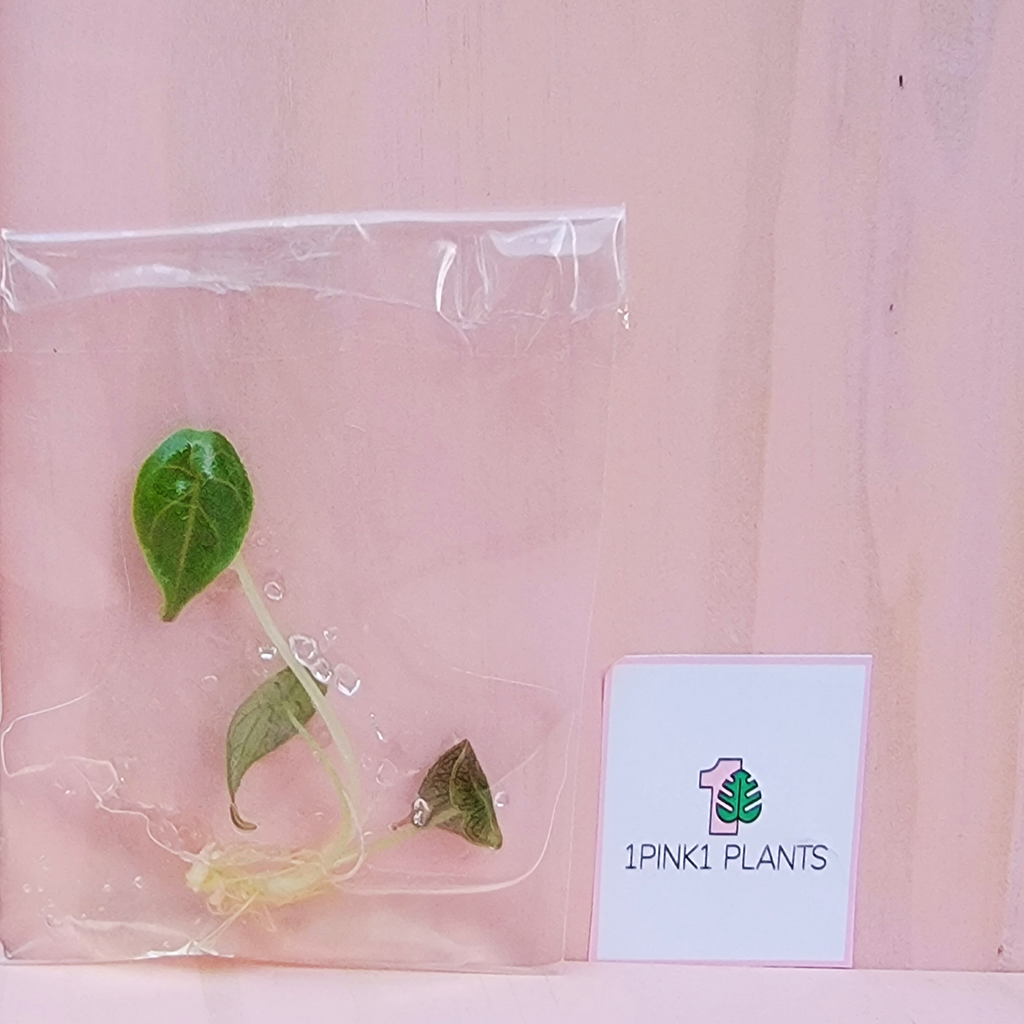 An Alocasia Azlanii tissue culture plant in a clear plastic bag packaging with a pink background and '1PINKI PLANTS' label.