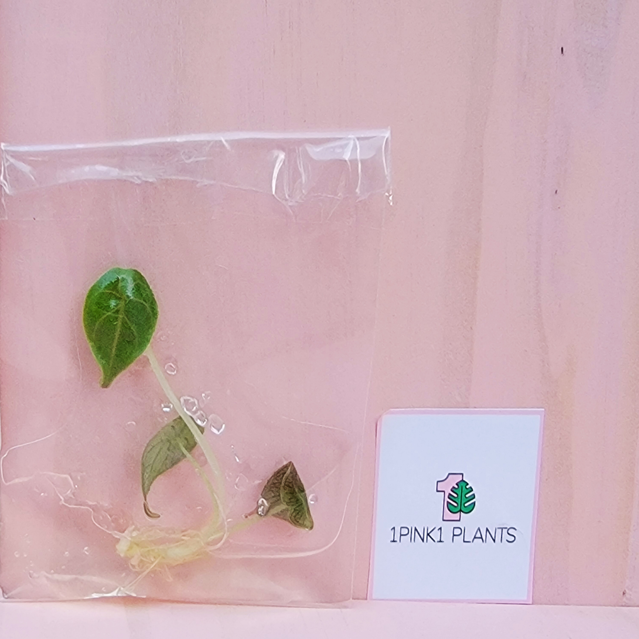 An Alocasia Azlanii tissue culture plant in a clear plastic bag packaging with a pink background and '1PINKI PLANTS' label.