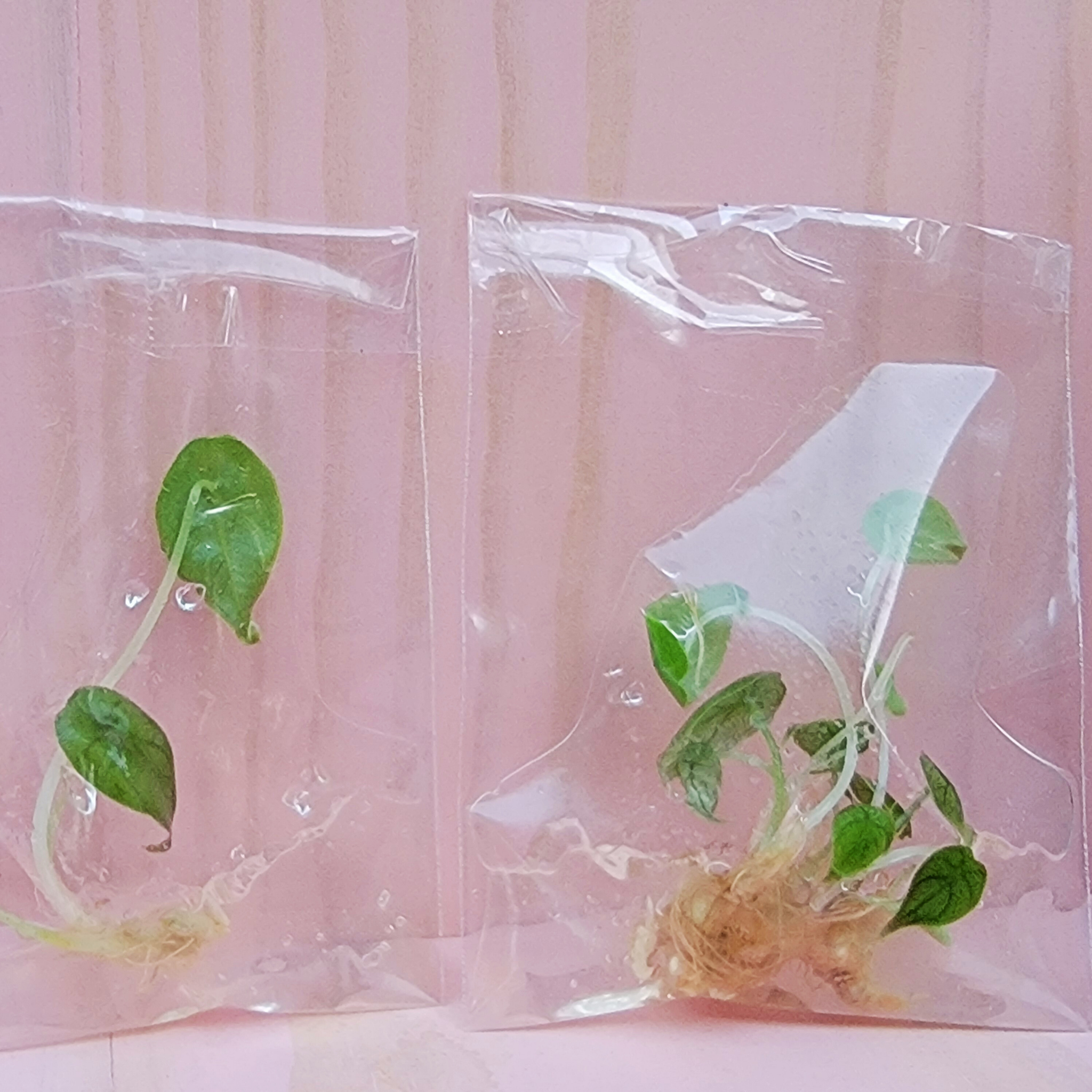 Two small tissue culture plants in clear plastic bags on a pink background