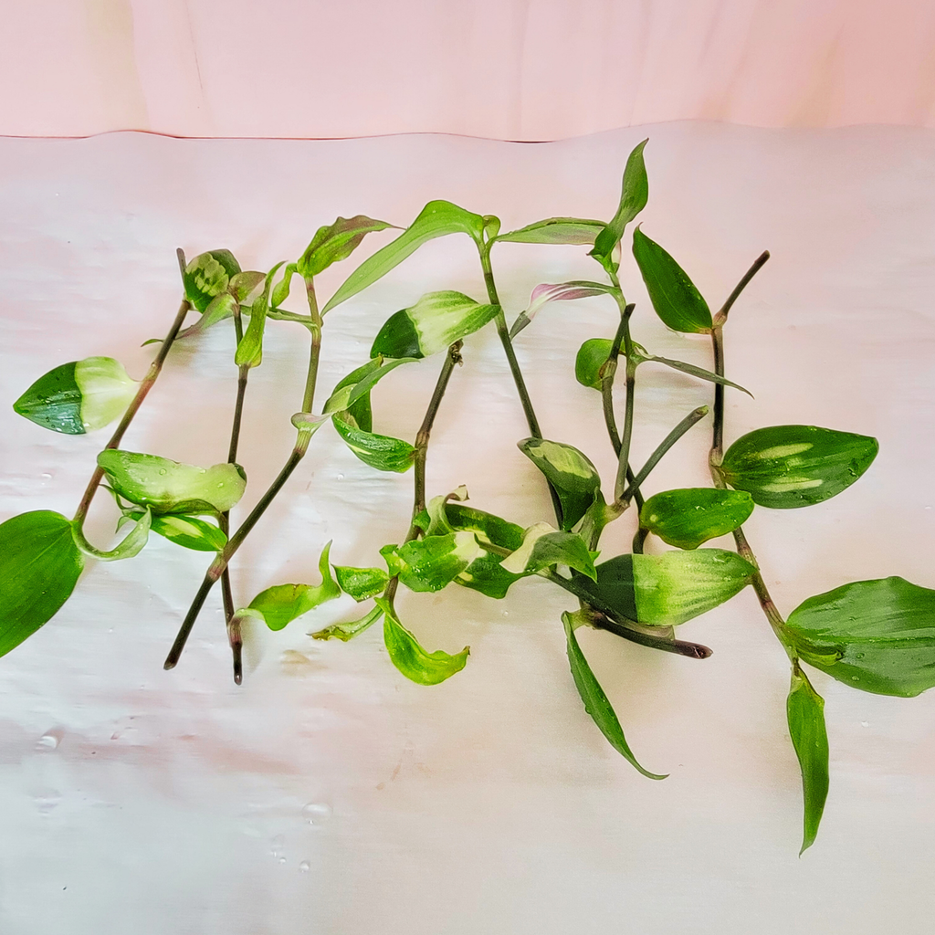 blushing bride plant cuttings on a white surface