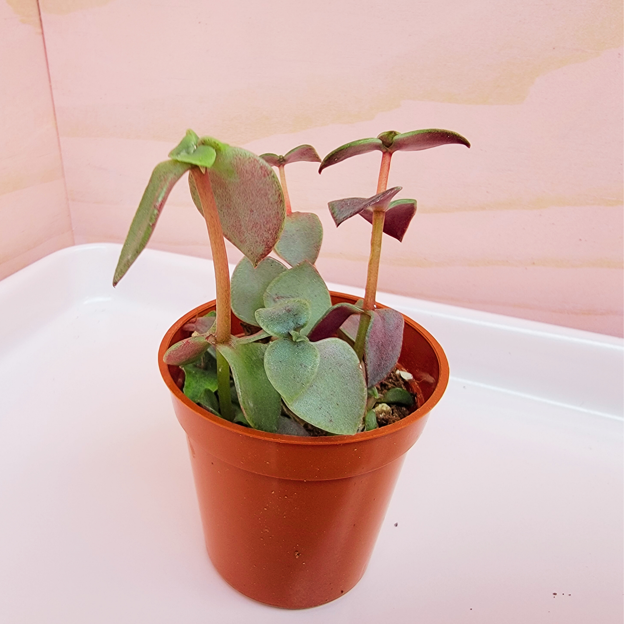 Small potted calico kittens plant with green leaves in a 2 inch pot on a light pink surface. 