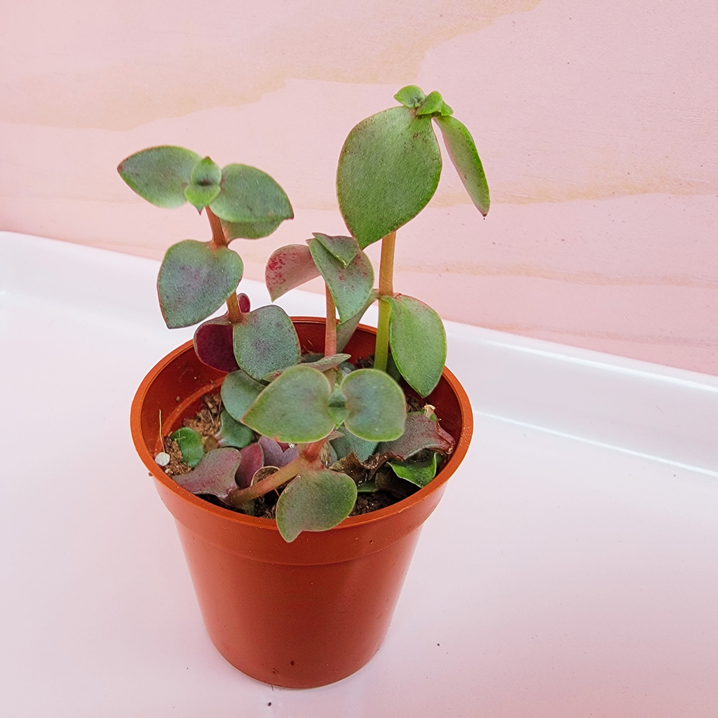 A 2 inch potted starter plant called calico kittens with a pink background