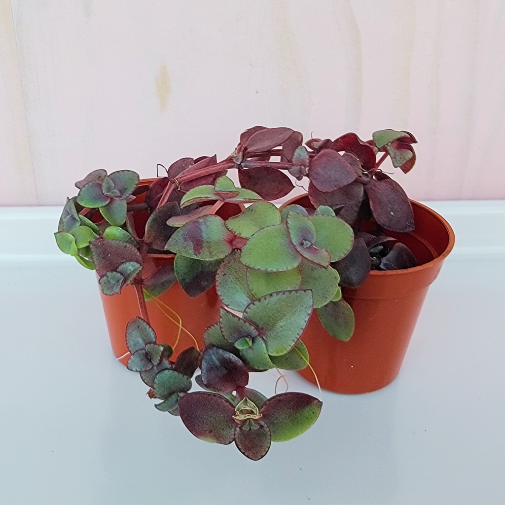 Two potted plants with green and purple leaves on a light pink table surface.