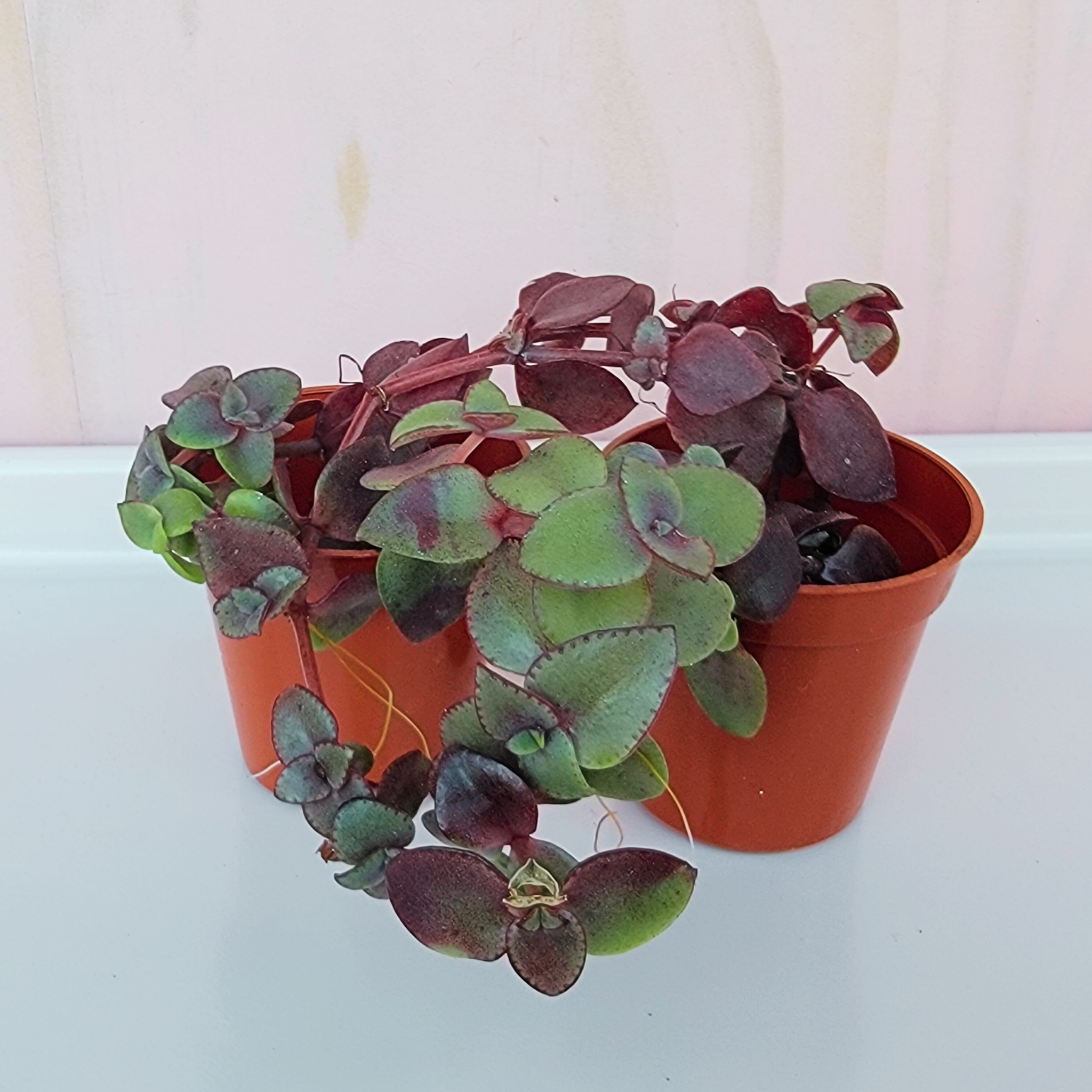Two potted plants with green and purple leaves on a light pink table surface.