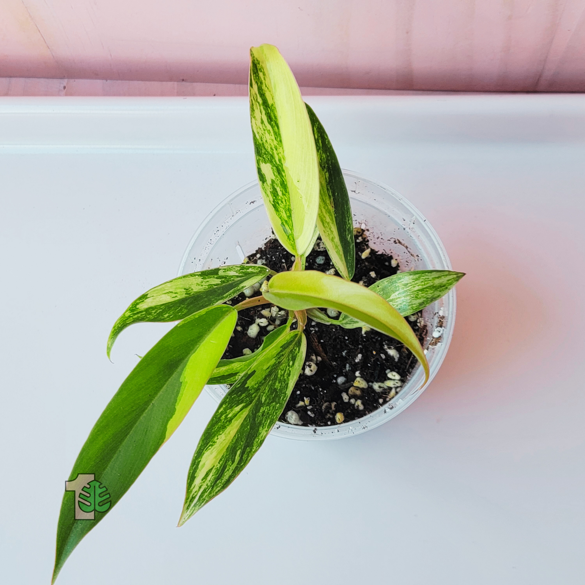 picture of a Philodendron 'Caramel Marble' House plant on metal surface
