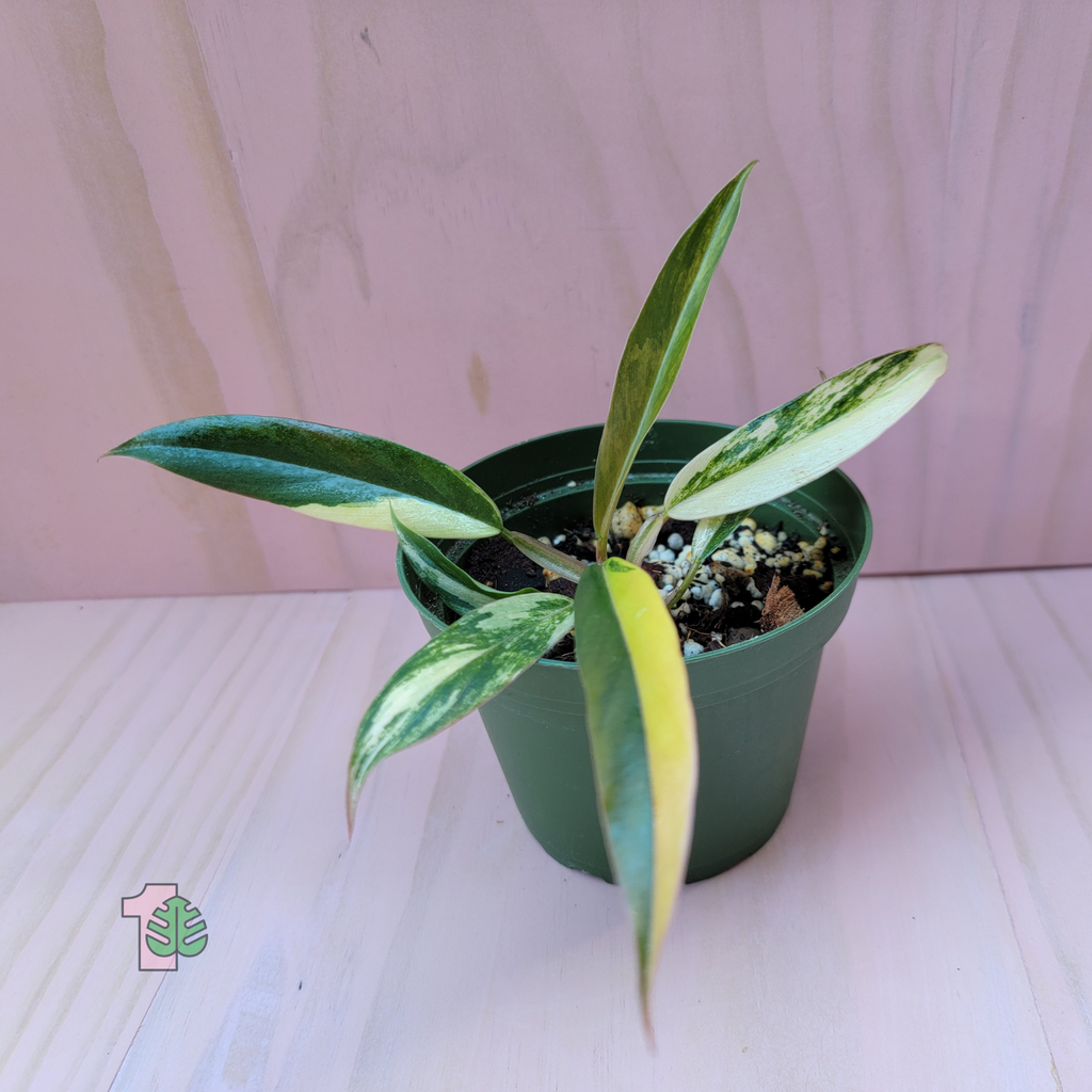 A Philodendron 'Caramel Marble' Potted plant with green and variegated leaves on a light pink surface