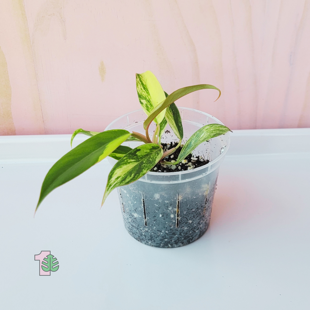 A small starter plant on a white surface with a light pink background. The plant is called Philodendron 'Caramel Marble'