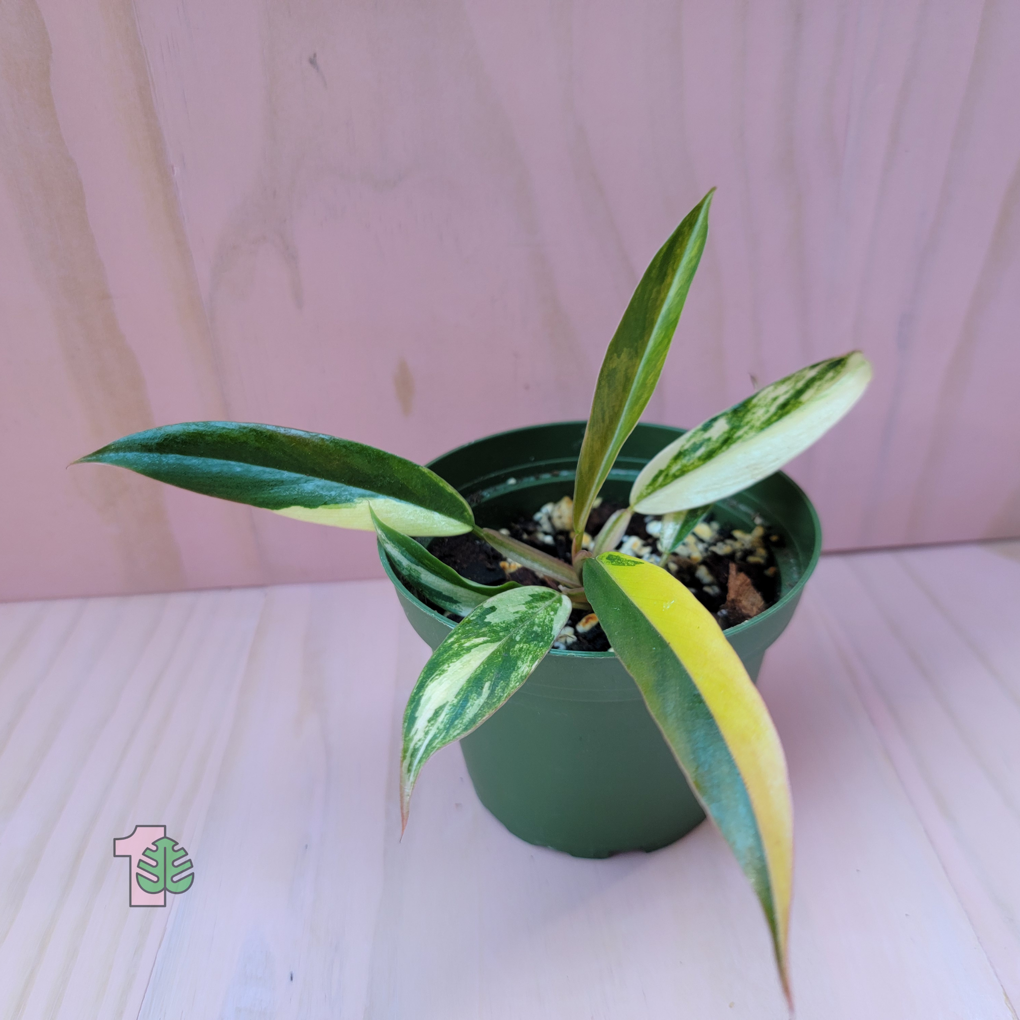 Philodendron 'Caramel Marble'