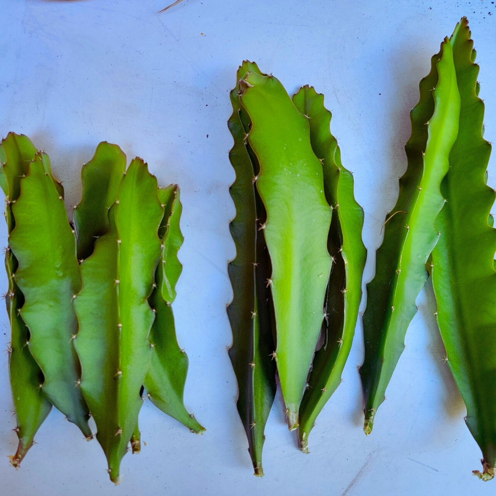 Green cactus leaves on a white background
