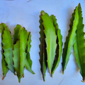 Green cactus leaves on a white background