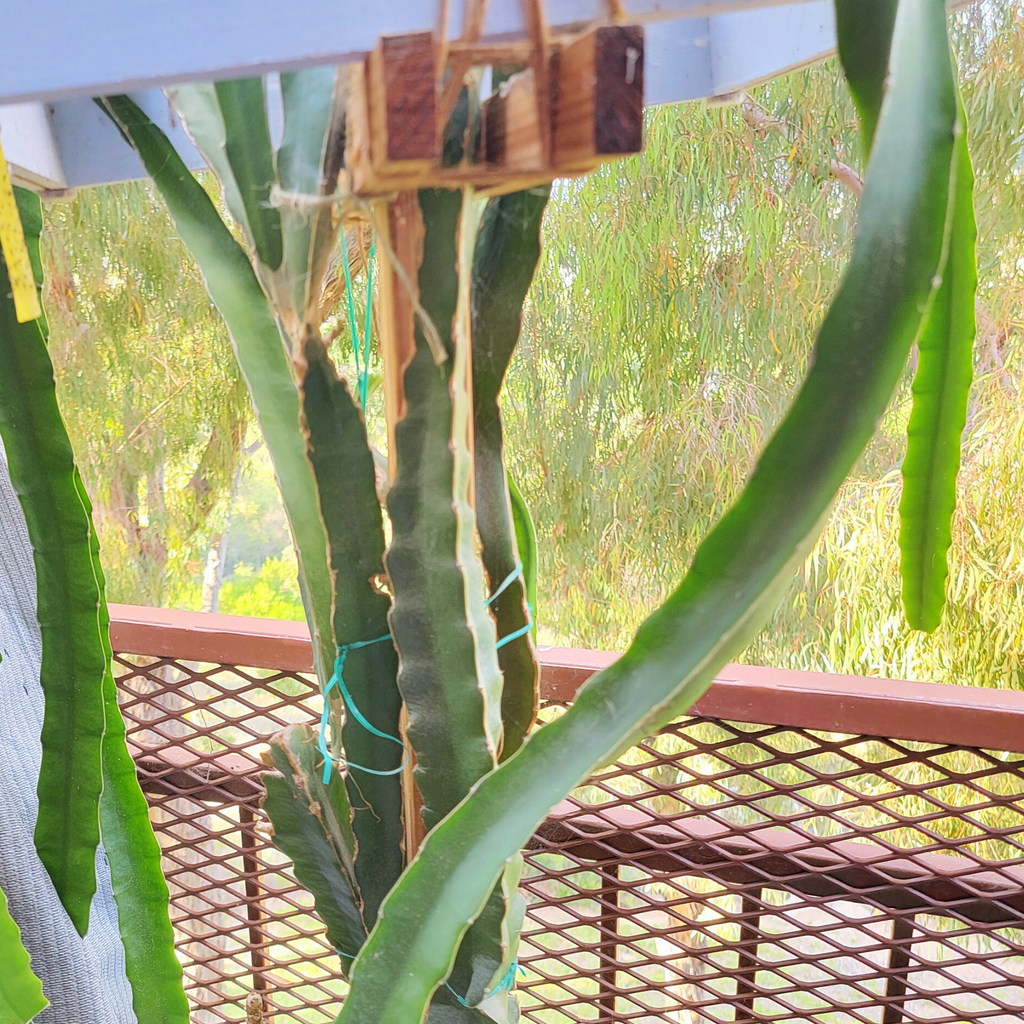 Cactus plant with long green leaves in front of a window with a view of trees.