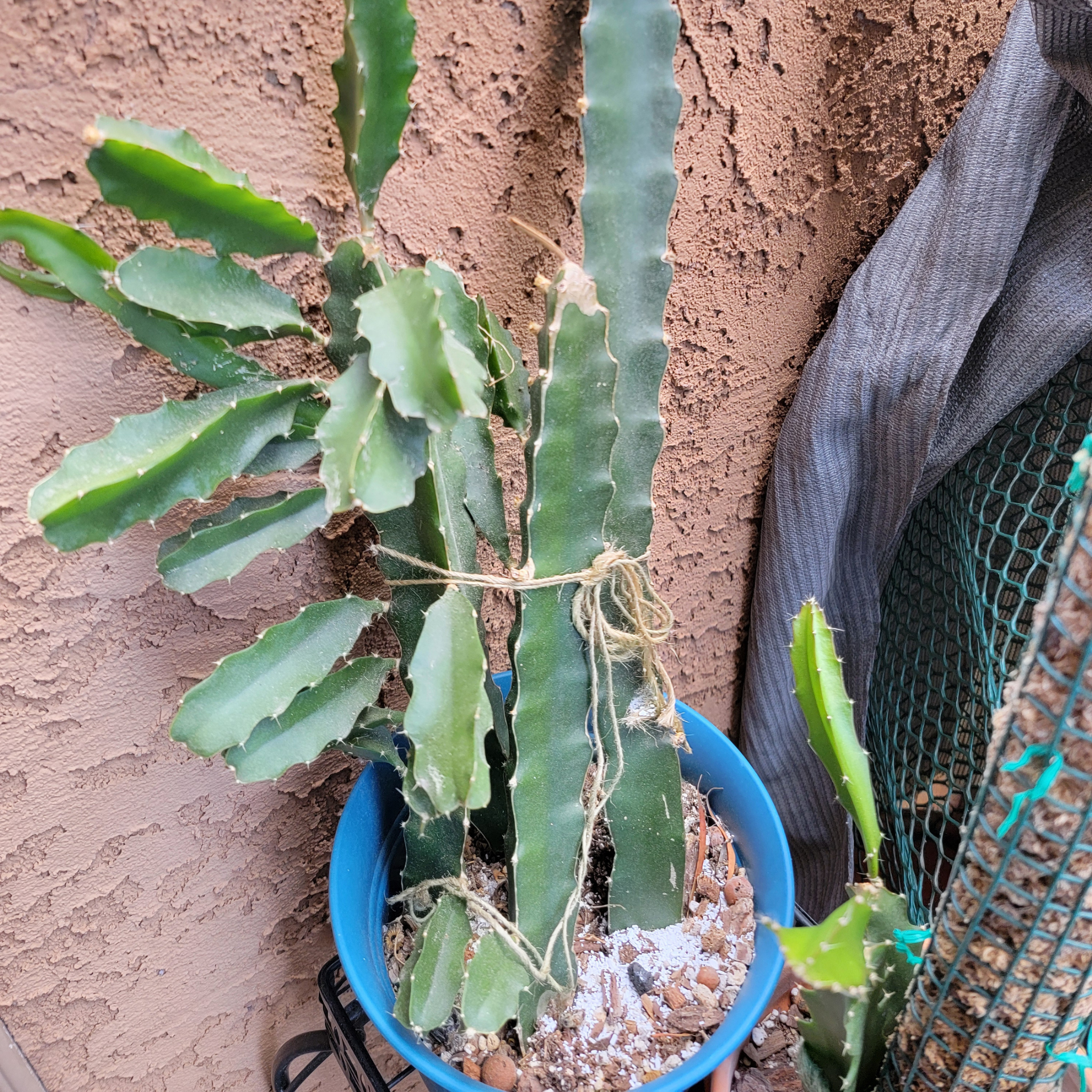 Cactus plant in a blue pot against a textured wall.