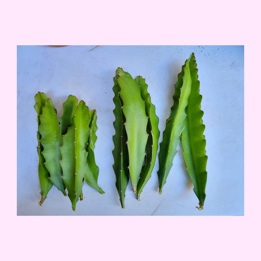 Three green dragon fruit leaves on a white surface with a pink border