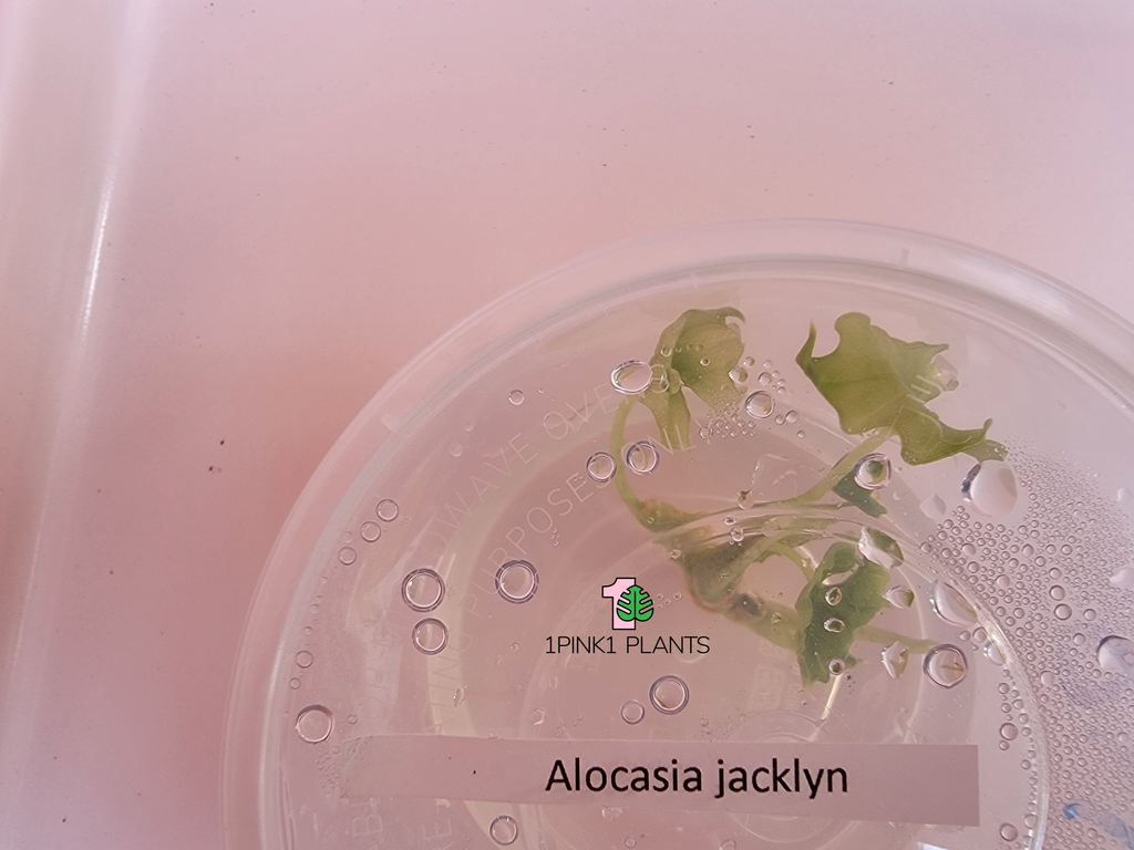 Alocasia Jacklyn Tissue Culture - "Alocasia tandurusa"