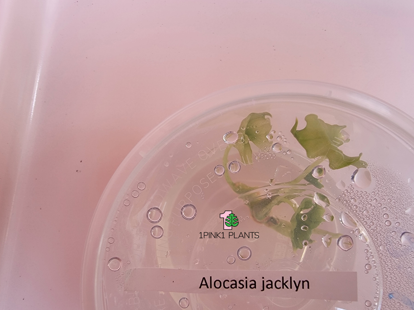 Alocasia Jacklyn Tissue Culture - "Alocasia tandurusa"