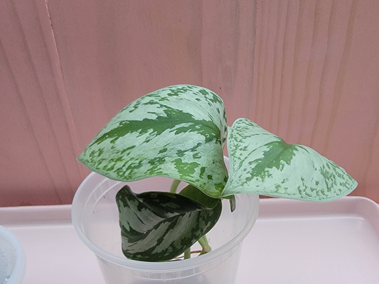Potted scindapsus pictus Exotica plant with green leaves on a pink surface