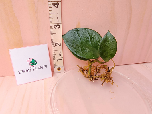 Small green plant with roots next to a ruler and a '1pink1 plants' label on a pink background