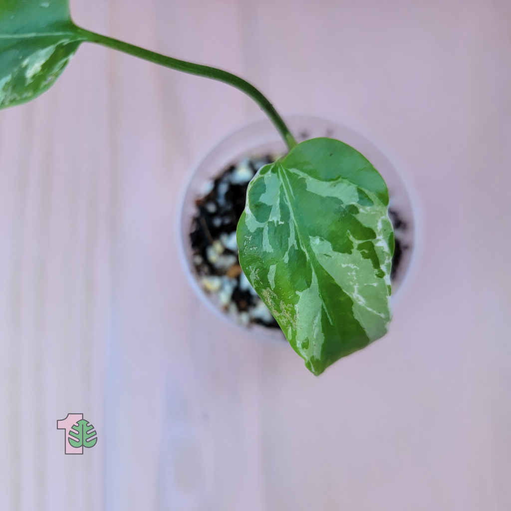 Close-up of a green leafy plant called Monstera Bulba in a pot with a blurred background