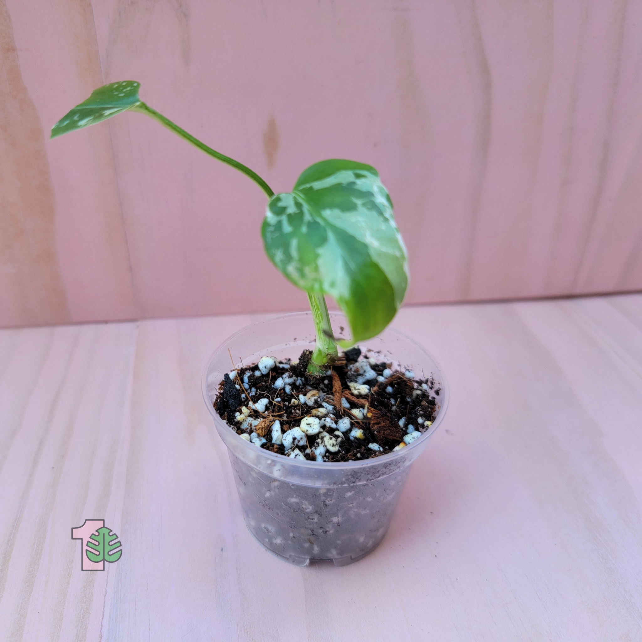 Monstera Bulbasaur or Monstera Bulba potted plant with green leaves on a pink surface