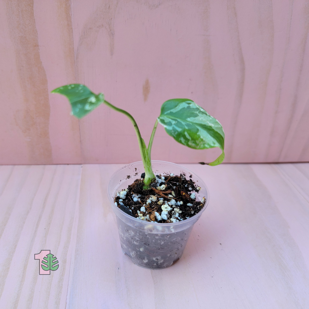 Small potted Monstera Bulbasaur plant with green leaves on a pink surface