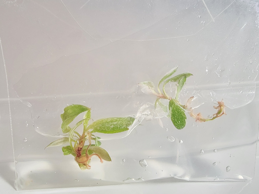 Small green plants in a clear plastic container on a white background