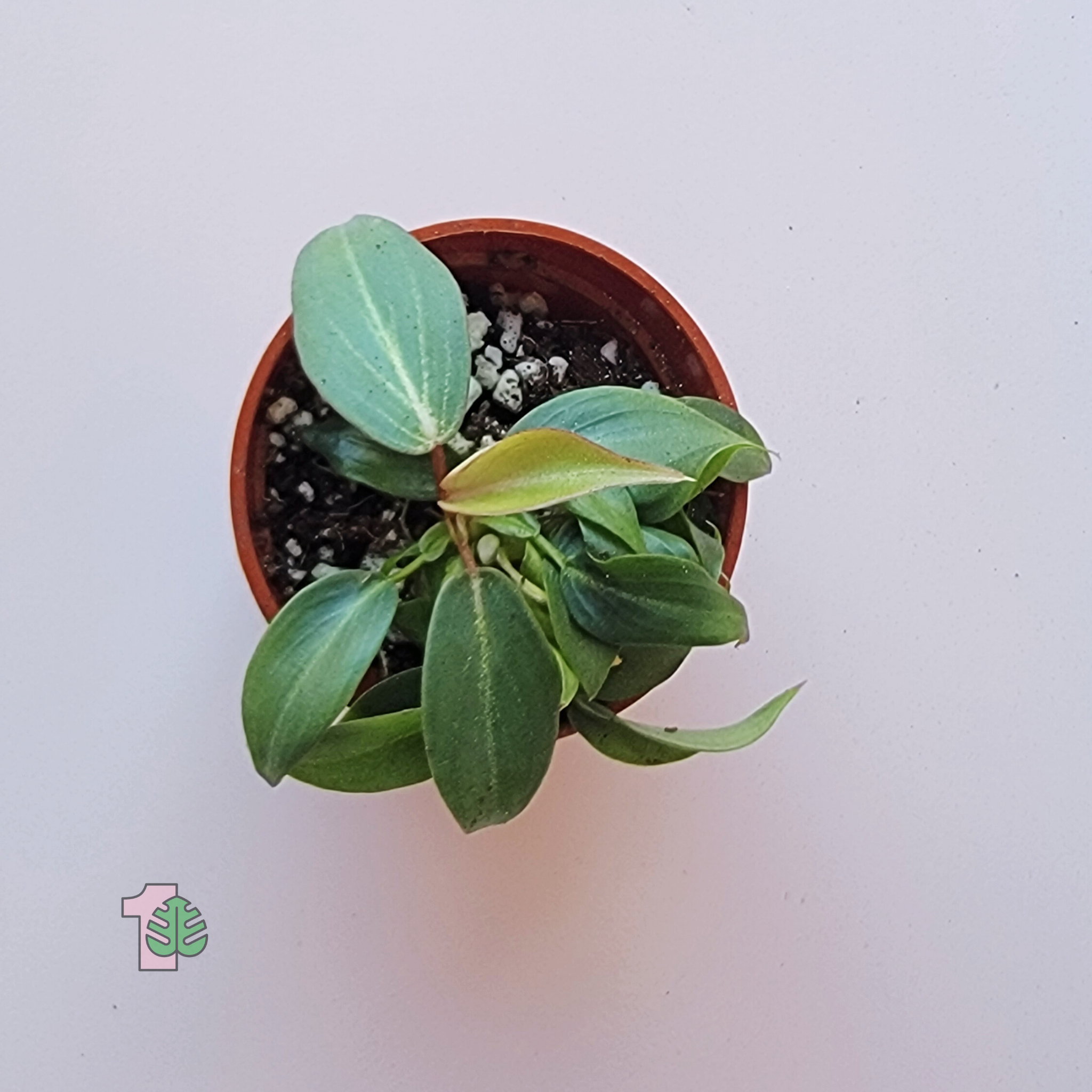 picture of a philodendron gloriosum dark form potted house plant