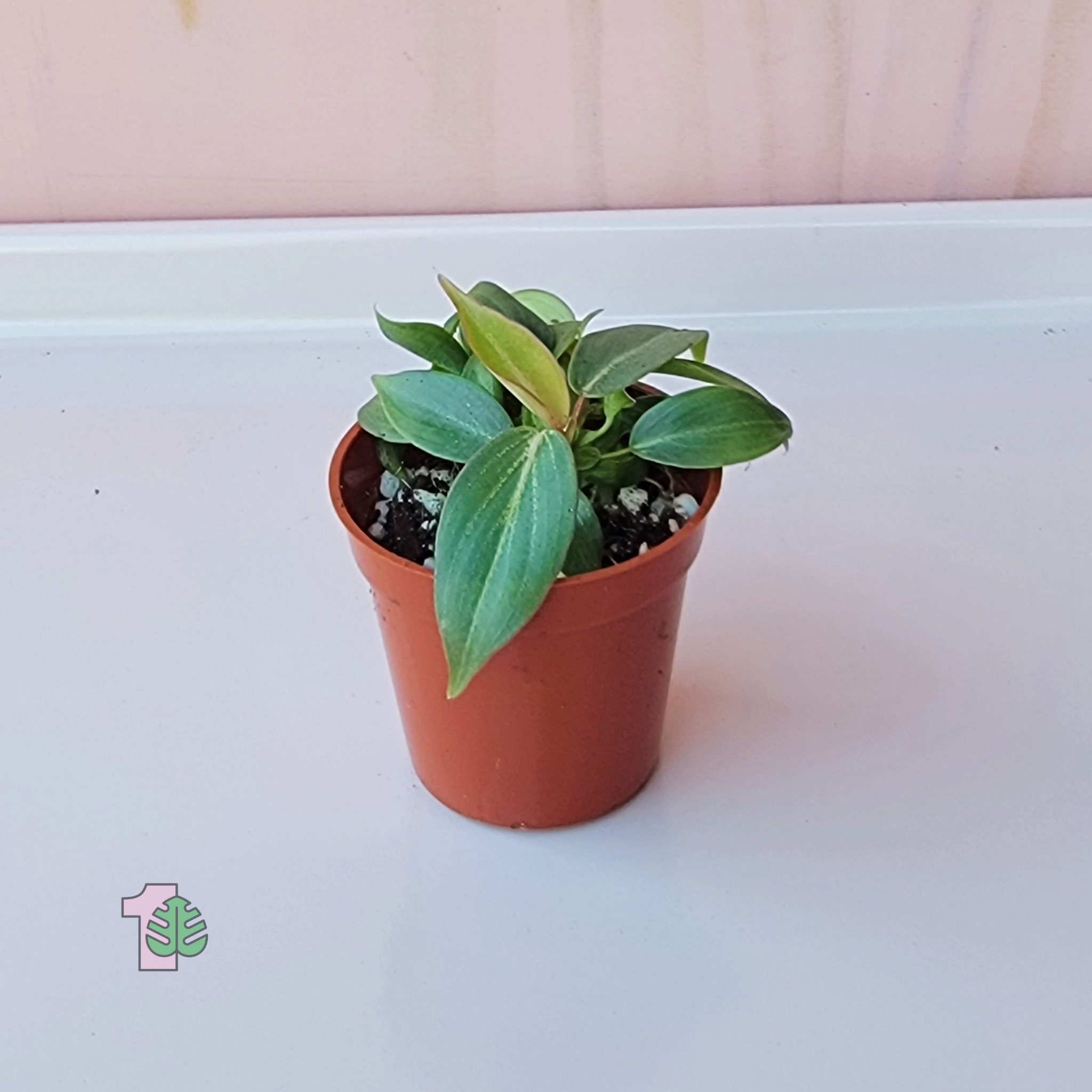 a small philodendron plant on a white surface with a neutral background