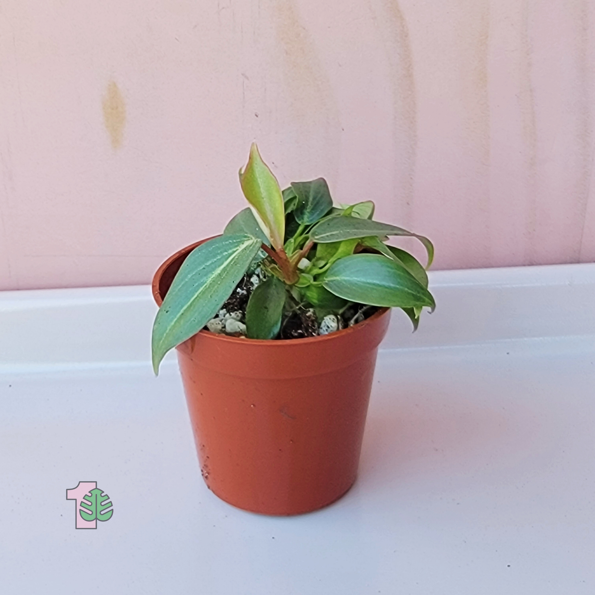 A display of the philodendron gloriosum dark form.