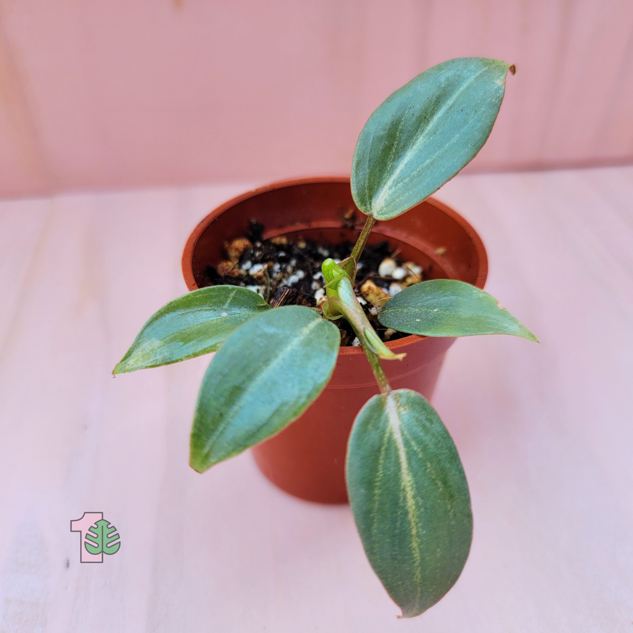 picture of a tropical plant called philodendron gloriosum that has heart-shaped leaves in the adult form.