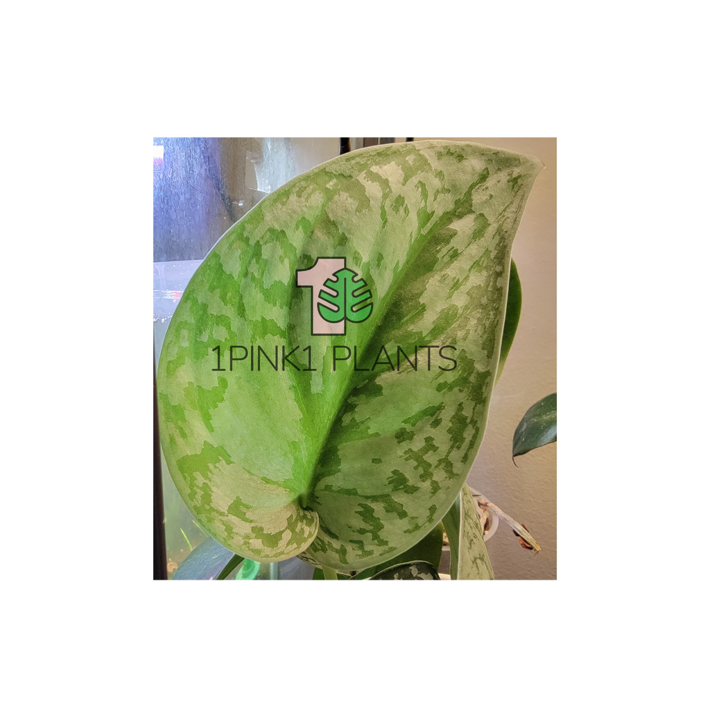 A heart-shaped leaf of a Scindapsus Pictus 'Exotica' plant with light green color and silvery splashes, displayed with the '1PINK1 PLANTS' logo.
