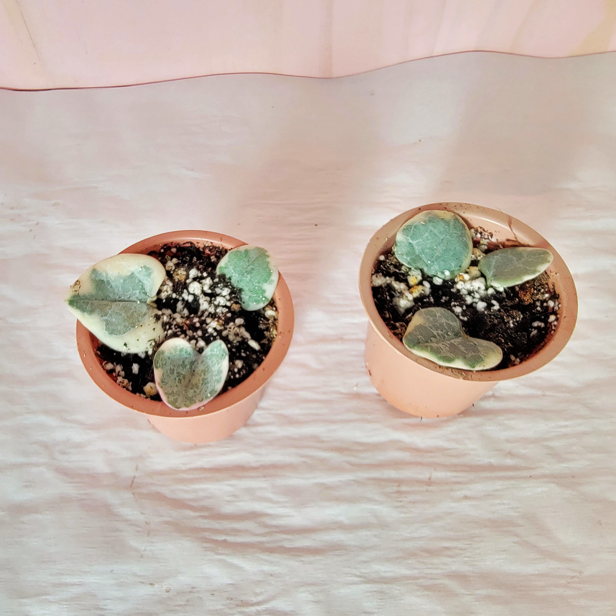 Two small potted plants on a light wooden surface