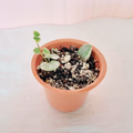 variegated small potted plant called string of hearts with green leaves on a light pink background