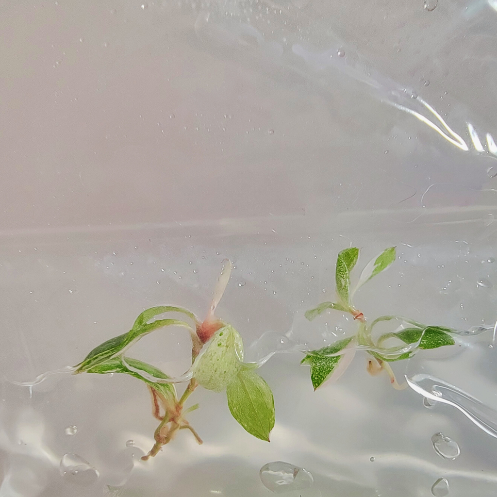 Two small plants in clear tissue culture gel with a white background