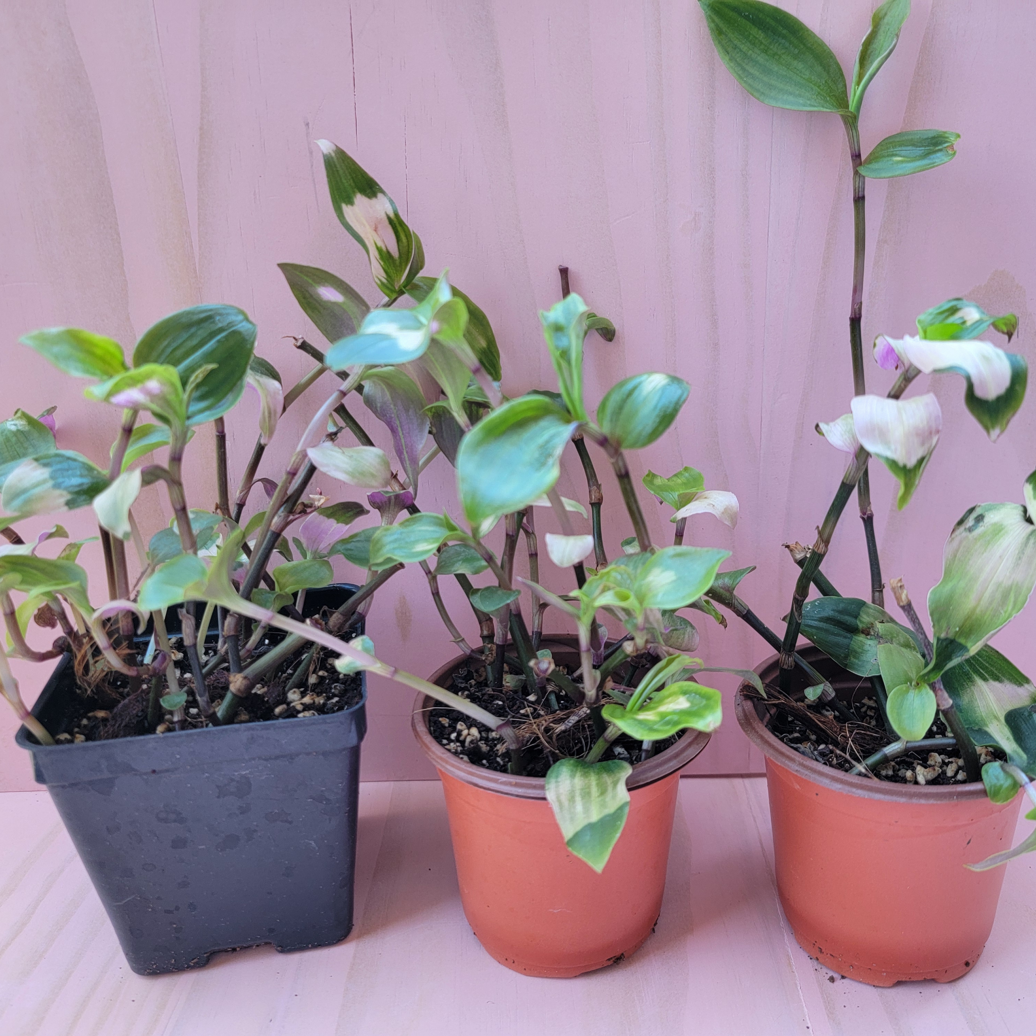 Three potted plants called tradescantia blushing bride on a pink surface with a pink background