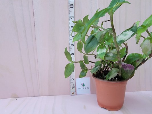Rare tradescantia potted plant next to a ruler on a light wooden background